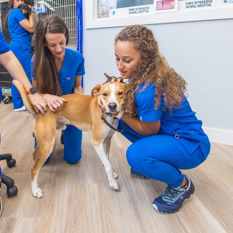 animal clinic in inlet beach FL