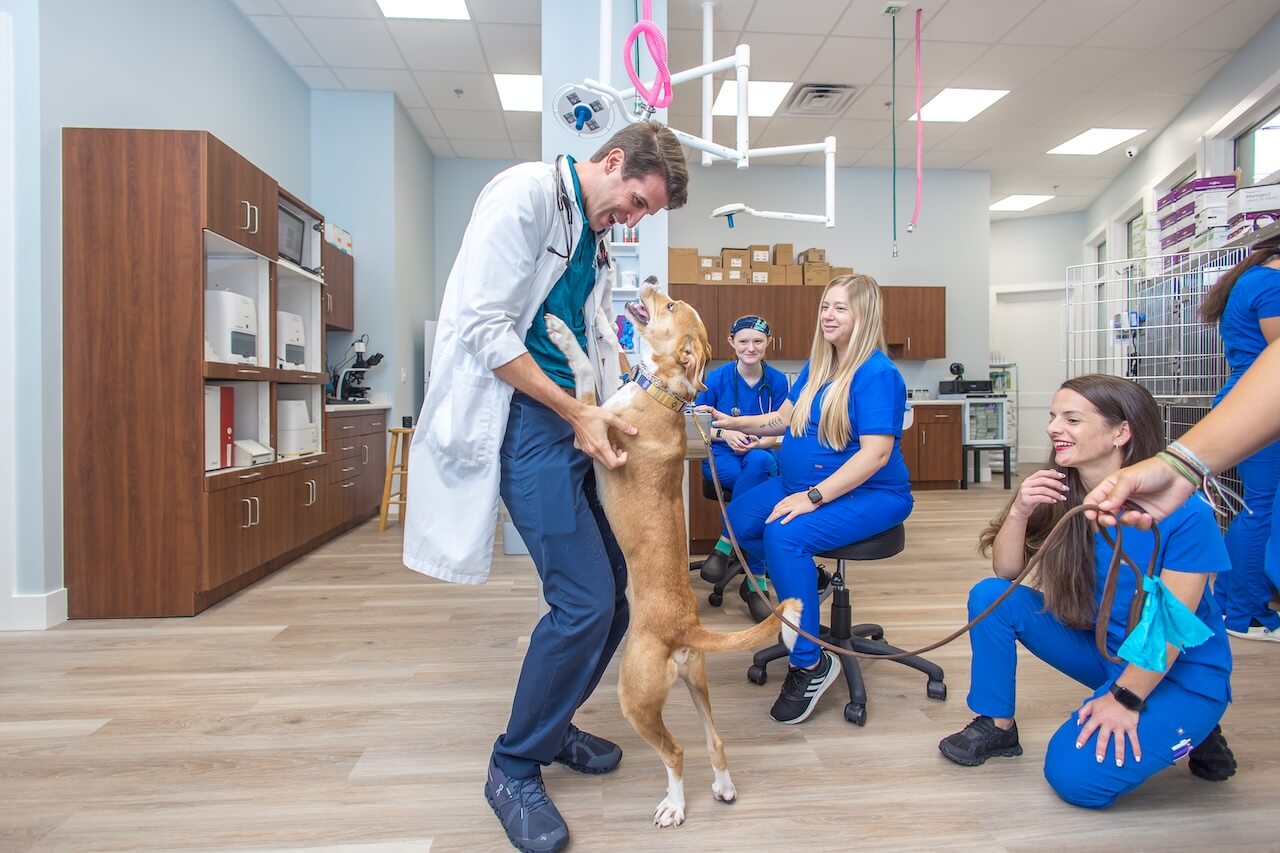 animal hospital inlet beach florida
