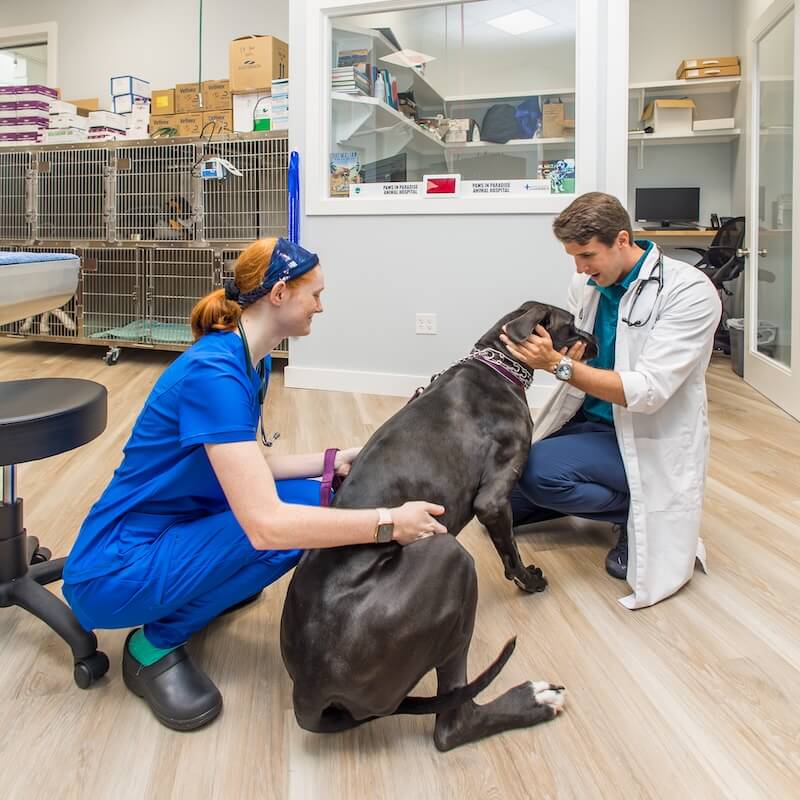 pet clinic in inlet beach FL
