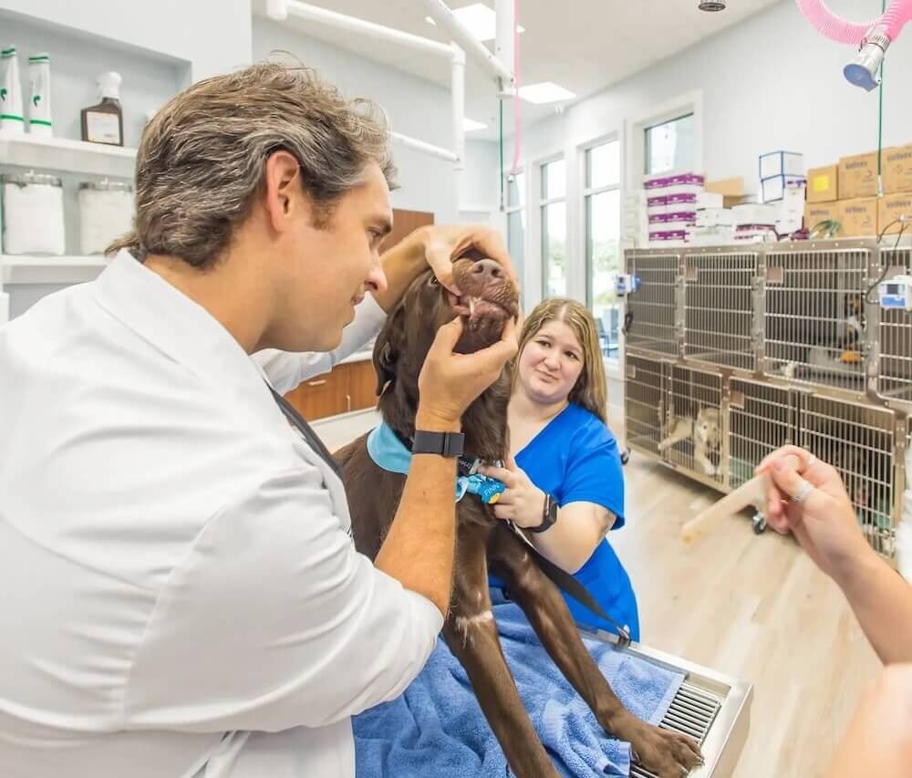 animal clinic in inlet beach 30A, FL