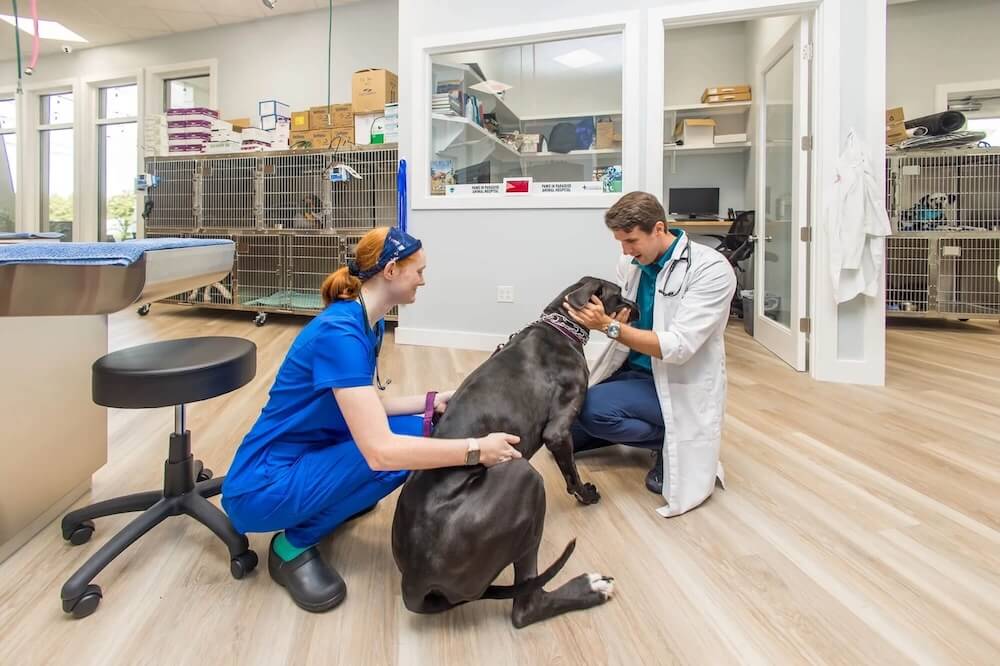 Electrocardiogram for pets 