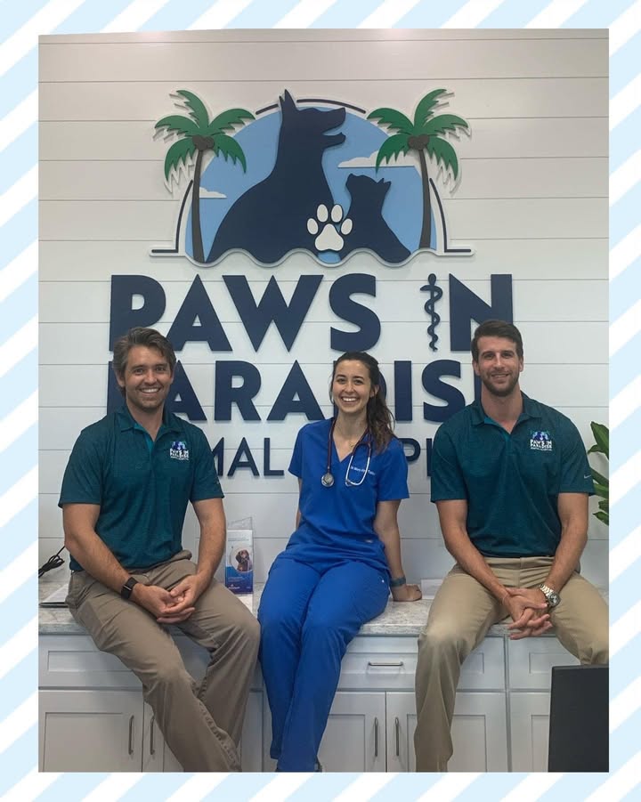 veterinarians at Paws in Paradise animal hospital