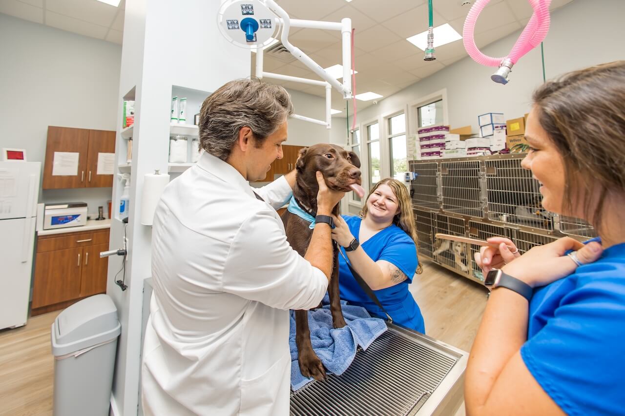 Heartworm in pets