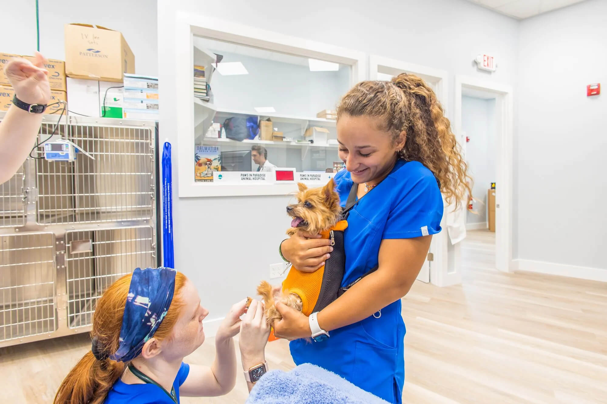 lab tests for pets