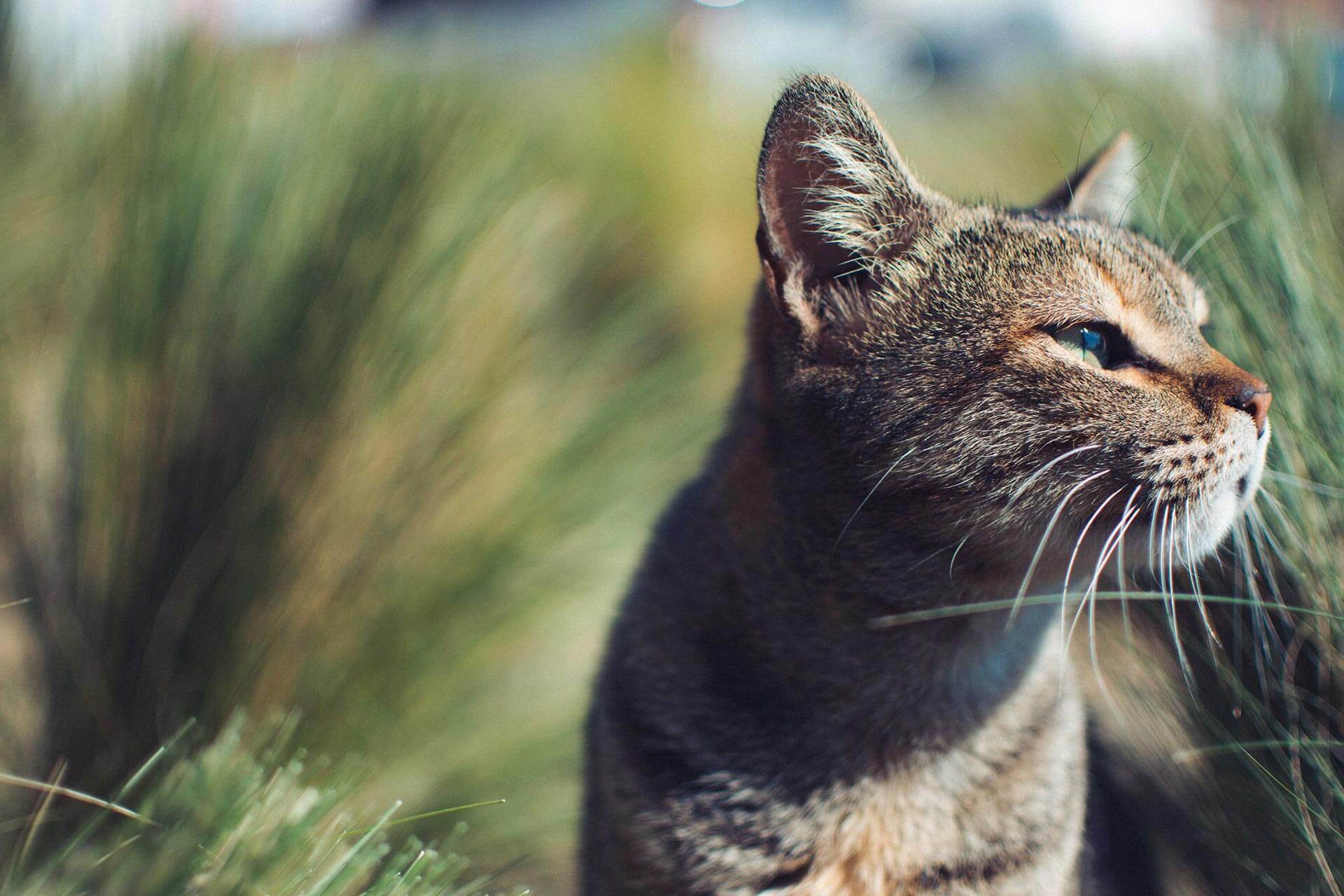 pet allergies