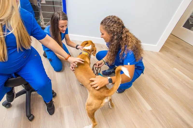 pet neutering