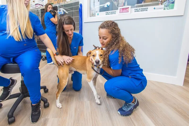 pet spaying
