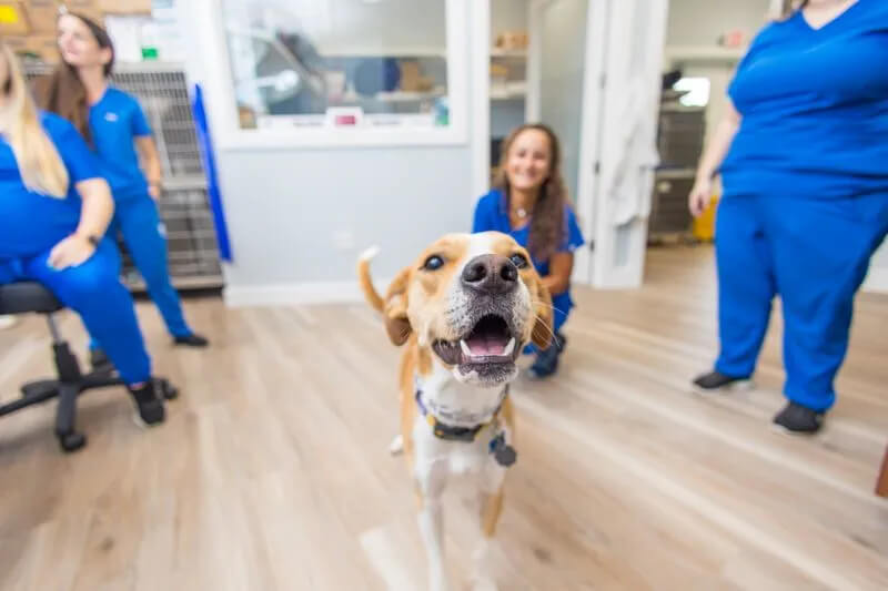 pet vaccinations