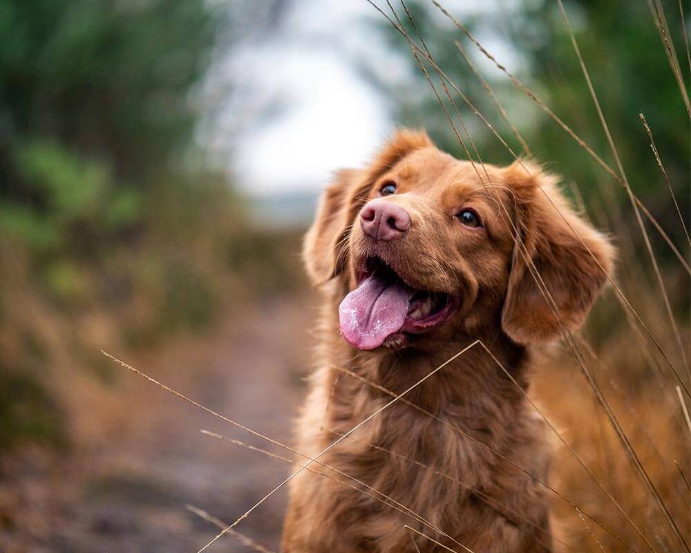 urgent care for pets