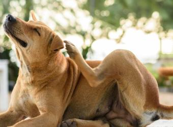Flea Dirt vs. Regular Dirt: How to Tell What’s on Your Pet