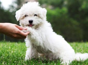 Interdigital Cyst in Dogs: Why There’s a Red Bump Between Your Dog’s Toes 
