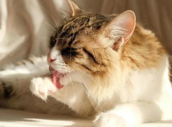 What Does Hair Loss Mean in Pets?