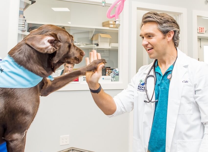 decor image on Paws in Paradise Animal Hospital